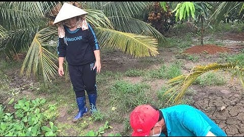 Giao Ốc Bươu Đen Giống Cho Khách Hàng Ở Tam Bình -Tiền Giang | Liệt Vlog