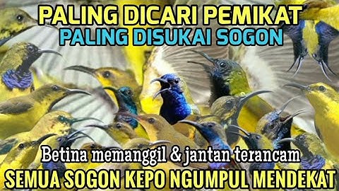DISUKAI SOGON!! Suara Pikat Burung Sogon Liar Paling Ampuh - ANTI ZONK