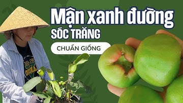 Sale MẬN XANH ĐƯỜNG SÓC TRĂNG Chuẩn Giống Trái To, Giòn, Ngọt!