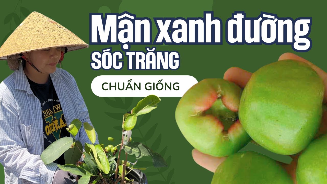Sale MẬN XANH ĐƯỜNG SÓC TRĂNG Chuẩn Giống Trái To, Giòn, Ngọt!