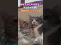 ネコちゃん達の面白可愛いシーン５選 #動物 #2ch動物スレ #shorts