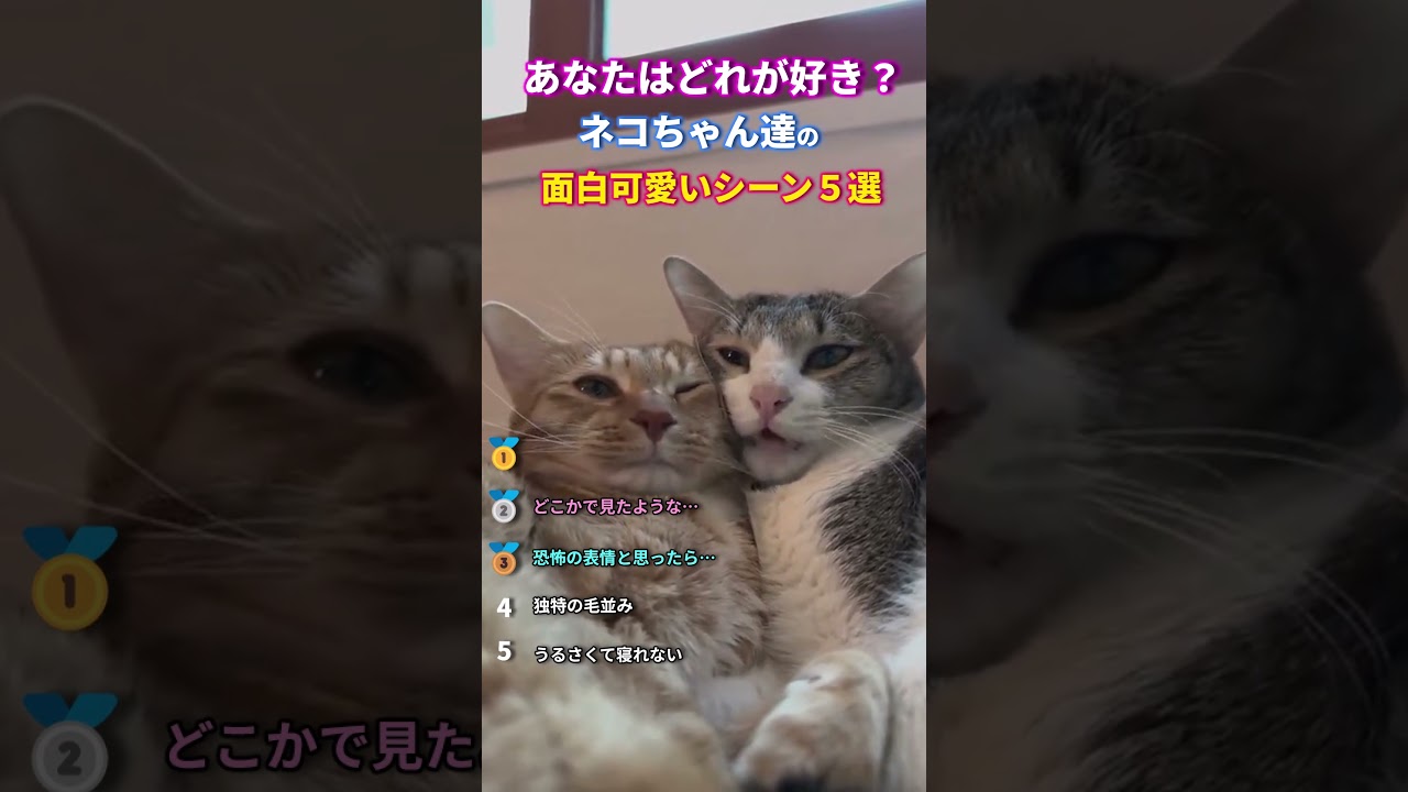 ネコちゃん達の面白可愛いシーン５選 #動物 #2ch動物スレ #shorts