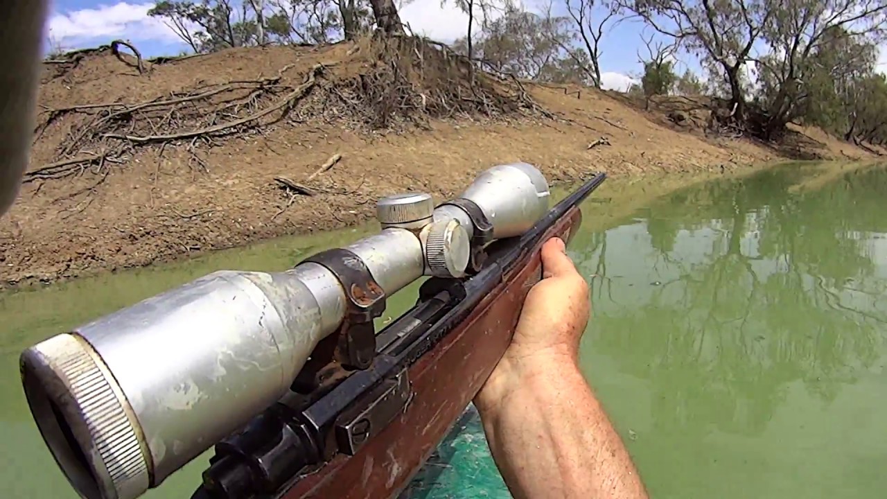 Pigs from a kayak - YouTube