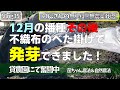 Vlog35　12月の種まき（播種）その後　不織布のべた掛けで発芽できました！　貸農園にて無肥料・無農薬栽培　菌ちゃん農法　自然農法