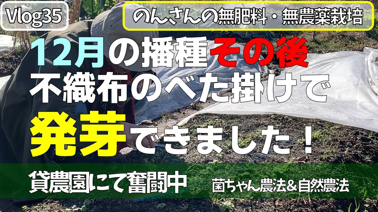 Vlog35　12月の種まき（播種）その後　不織布のべた掛けで発芽できました！　貸農園にて無肥料・無農薬栽培　菌ちゃん農法　自然農法