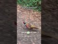 Cute Pheasant Follows Hiker Along Trail