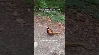 Cute Pheasant Follows Hiker Along Trail