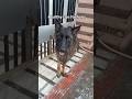 Dhamakedar Tips! 🐾 Dog ko nahlane ka sahi tarika #shorts