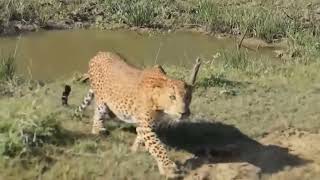 Most Amazing Moments Of Wild Animal 2022   Wild Discovery Animals Part2 2