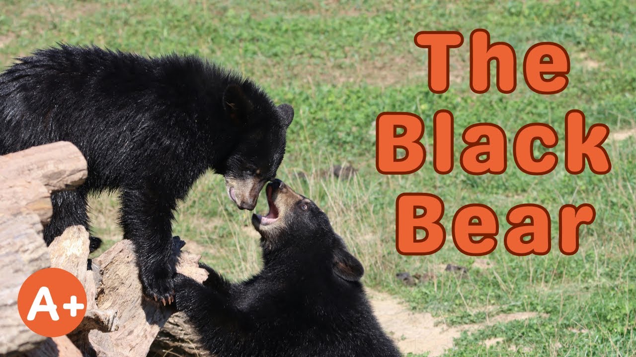 Why Black Bears Are Amazing | Animal Facts for Kids