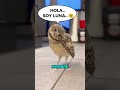 Este Hombre RESCATÓ A Un BÚHO Atrapado En Su Coche🦉🥹🥰