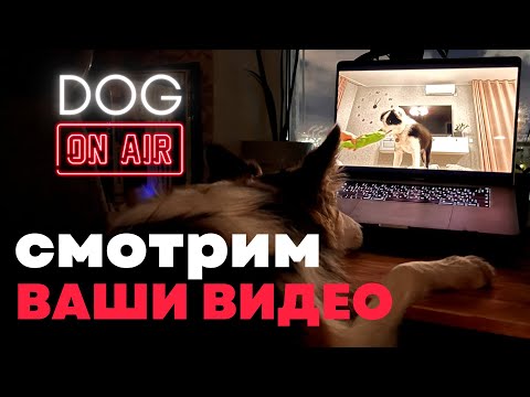 Разбираю ваши видео 🎙️ В прямом эфире 🐶