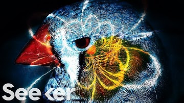 This Quantum ‘Sixth Sense’ Could Allow Birds to Navigate Earth’s Magnetic Field