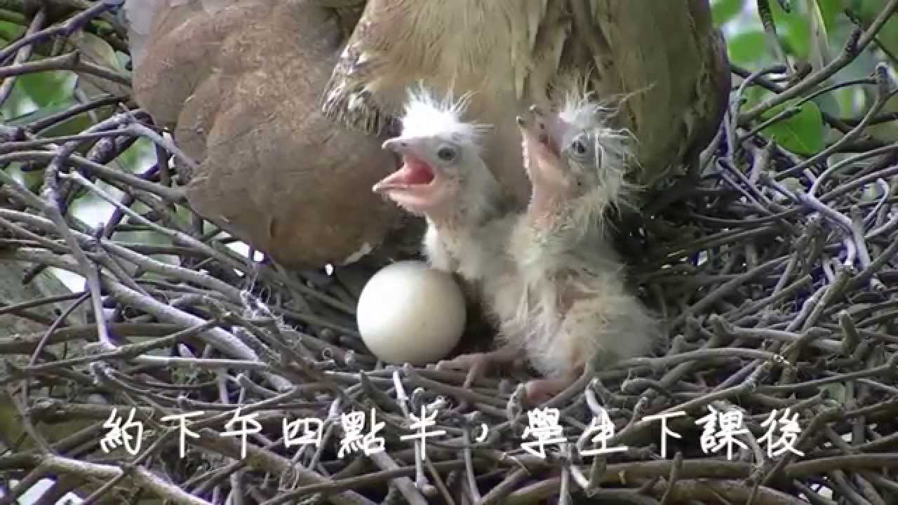 2013 06 06黑冠麻鷺育雛記錄-白沙國小
