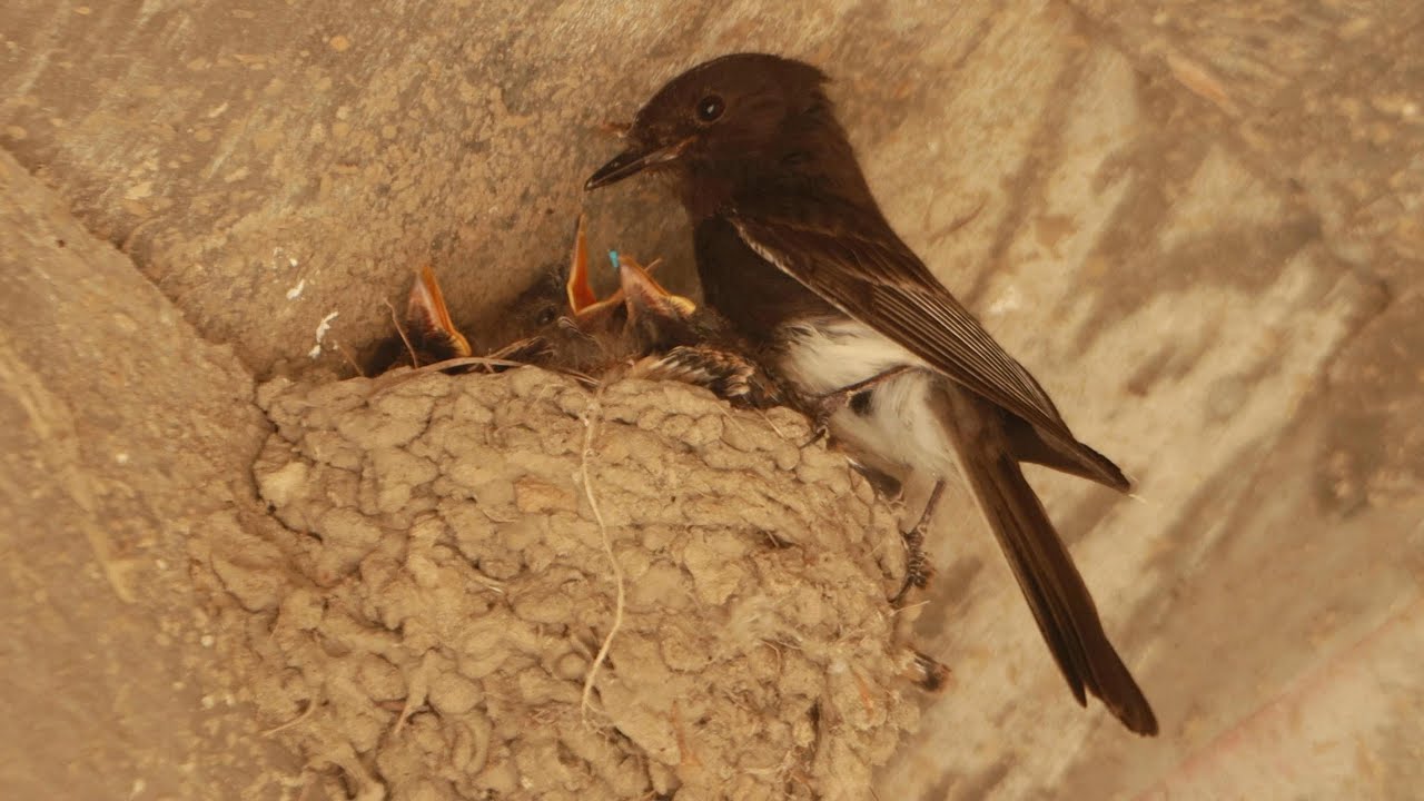 Black Phoebe builds its Nest Like a Swallow: Safe and Cozy