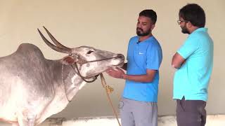 How to identify Hallikar breed cattle age.