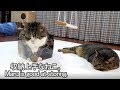 コンパクトに収納されるねこ。-Maru stores himself compactly.-