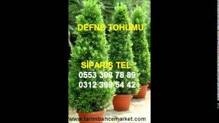 defne tohumu fiyatları,defne tohumu fiyatı,defne ağacı tohumu,defne tohumu satış,defne tohum