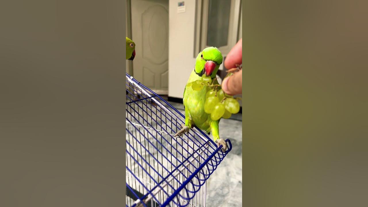 Parrot try to eat grapes mitho 🍇🍇 parrots petbird shortvideo YouTube