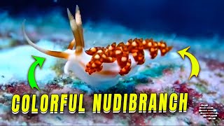 Unique and Colorful Nudibranch Sighting