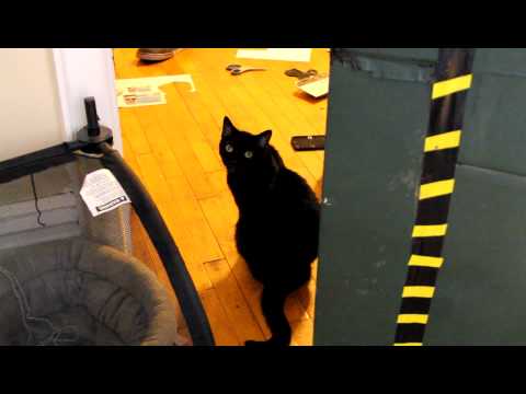 ROBOT CAT!