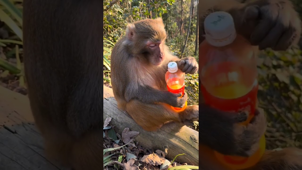🐵✨ Amazing! A Smart Monkey Drinking Juice from a Bottle 😲🍹 