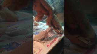 Celebrity zero morph bearded dragon Wealth