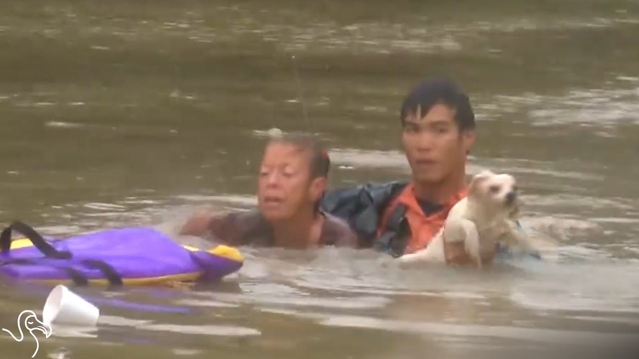 Man Risks His Life To Save Woman And Dog In Sinking Car - YouTube