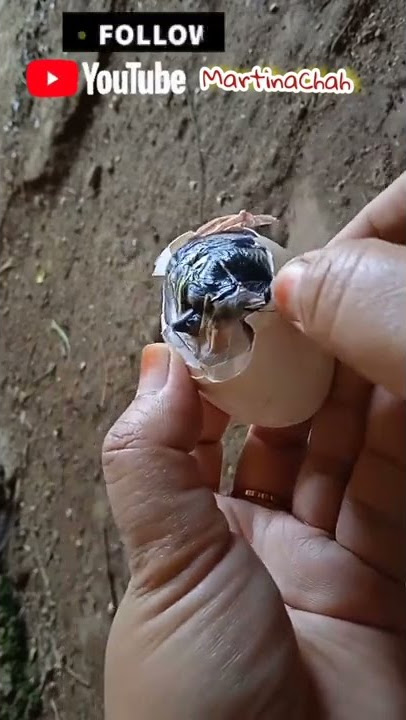 FREE-COMMERCIAL CHICKEN FARMING_HOW TO REMOVE CHICKENS FROM EGGS THAT CAN'T COME OUT