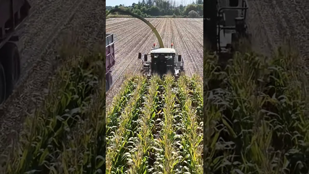 CANADIAN FARMER - CORN FEAST FRENZY. Stockpiling winter feed.