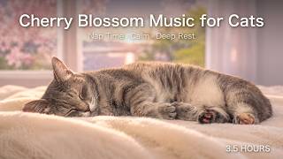 Spring afternoon. Doze off if you want 🌸 Cherry Blossom Music for Cats | 3.5 Hours screenshot 4
