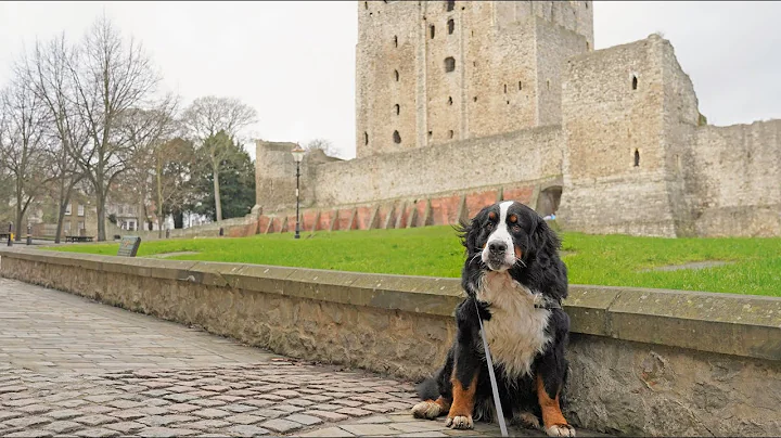 Bernese Mountain Dog visits historic town Rocheste...