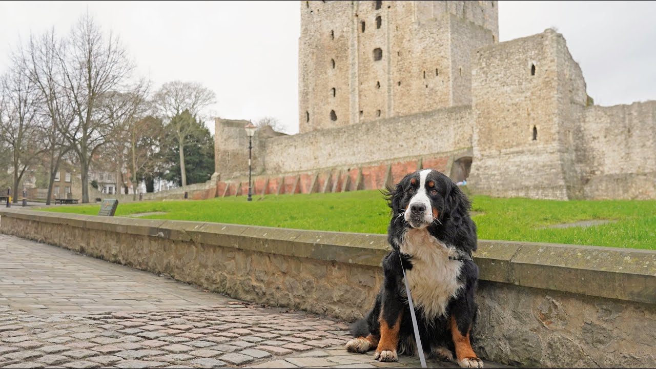 Bernese Mountain Dog visits historic town Rochester in Kent, UK