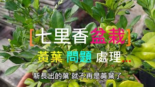 [七里香種植] 06_1 盆栽黃葉原因與處理方法因為造成黃葉的 ... 