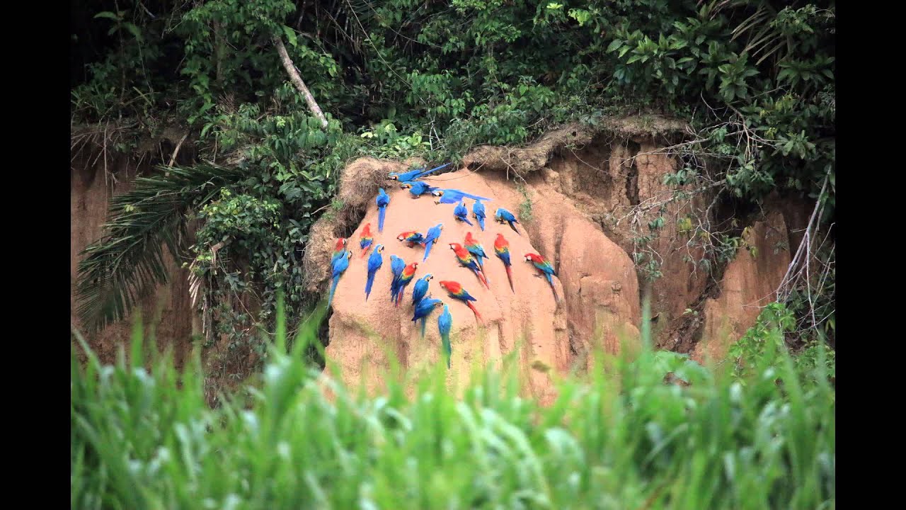 Amazon Jungle - Tambopata National Reserve