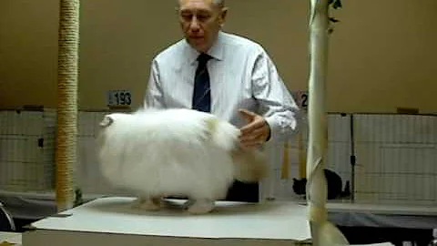 Video 1328681: abyssinian cat, cream persian, cfa cat show, best cat