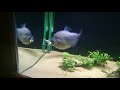 Rhombeus  manueli piranha feeding