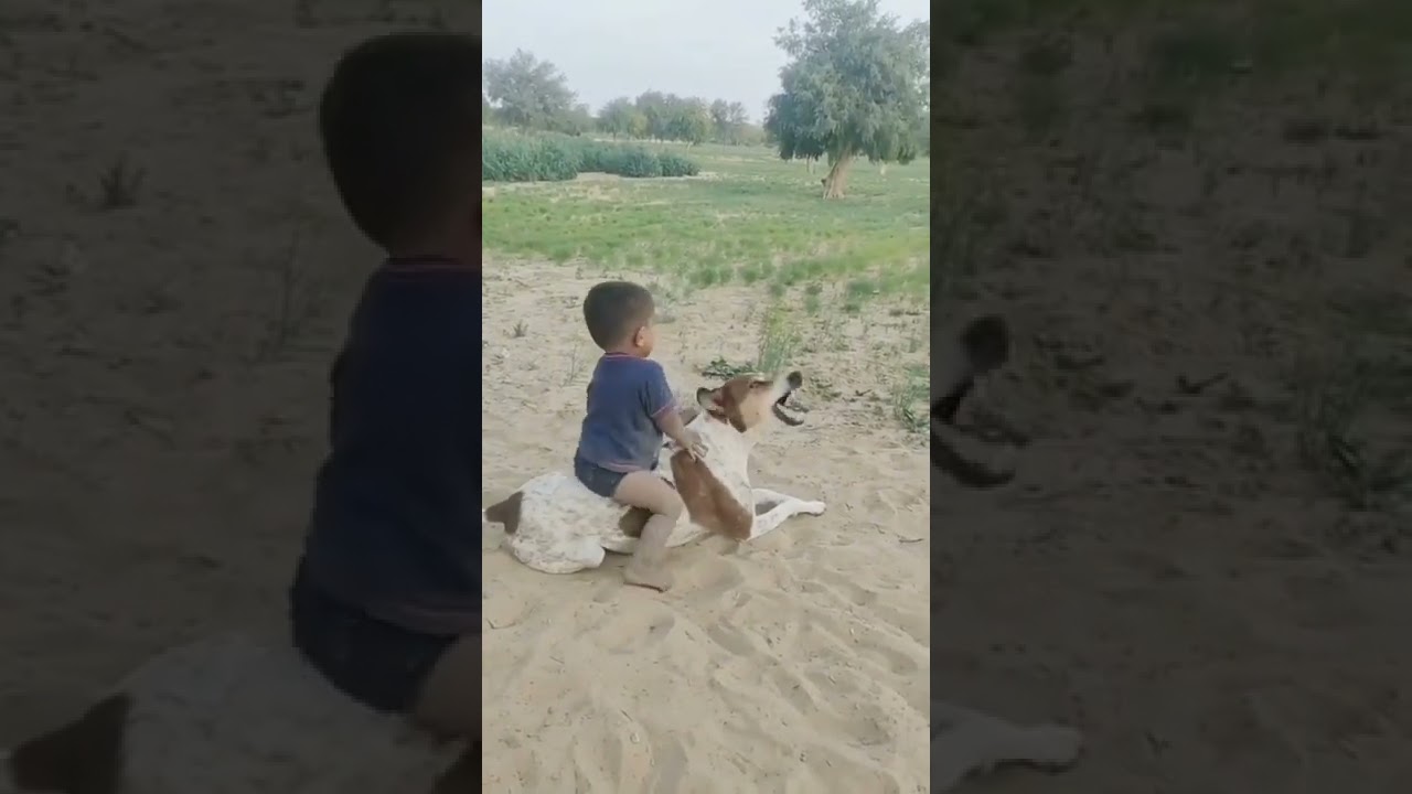 Baby Riding on Dog 