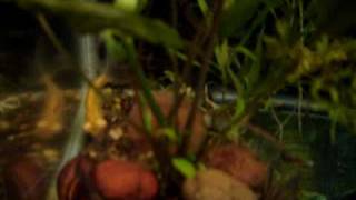 siamese doll goldfish