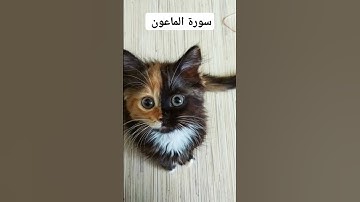 سورة الماعون 🌱بصوت ماهر المعيقلي ⭐