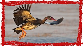 Amazing Spur-Winged Goose Plectropterus Gambensis Call, Song & Sound