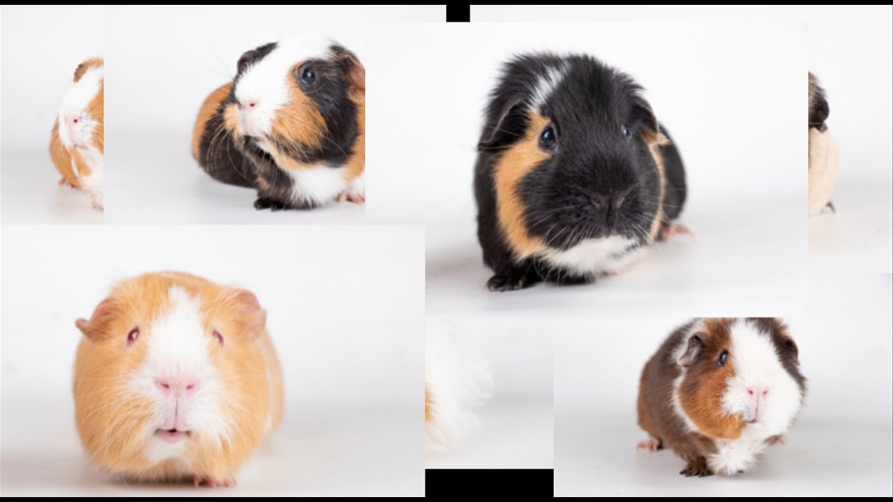 Photo inspiration: Fresh Look at Guinea Pig Talk 100 Woman Invasion