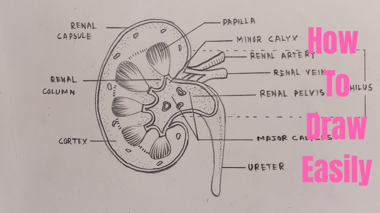 DRAW IT NEAT  How to draw Human kidneys  Human drawing Human kidney  Biology drawing