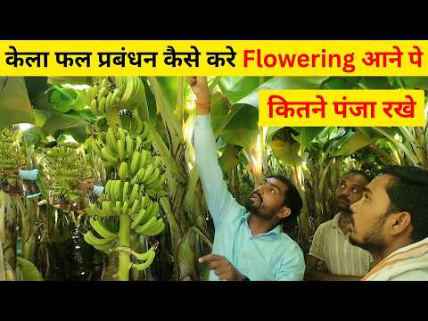 1659-Kisan karyashala : Fruit management/ केला फल प्रबंधन कैसे करे #ganeshkisan के साथ। #banana