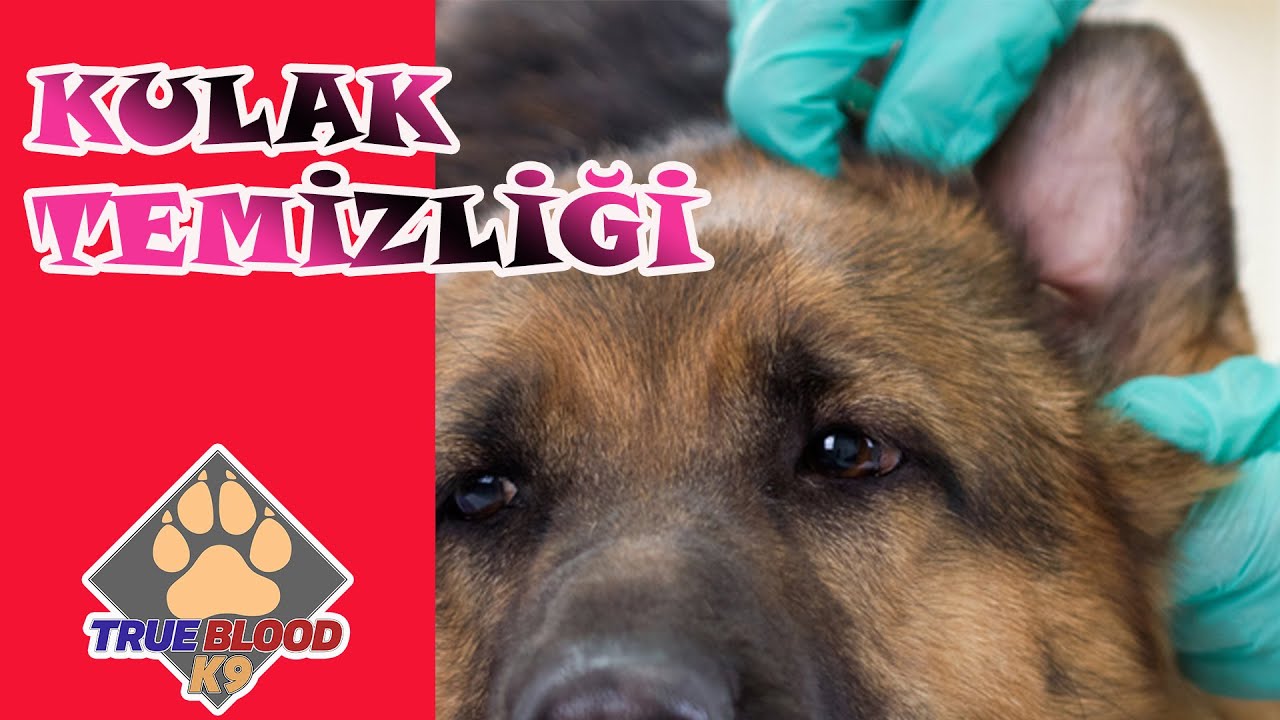 Kopek Kulak Temizligi Ve Kulak Bakimi Youtube