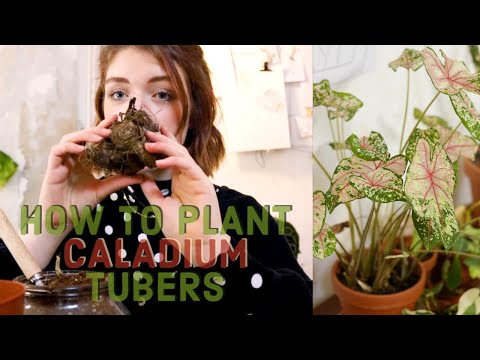 Como plantar suas lâmpadas caladium | Kek Jekkie