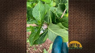 Q&A – Something has been boring holes in my hydrangea. What is it?