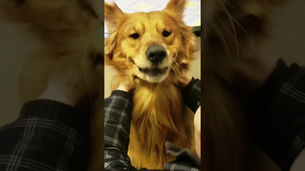 Do you have a lion 🦁?