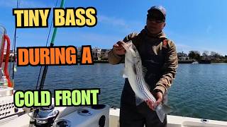 Tiny Stripers During a Cold Front