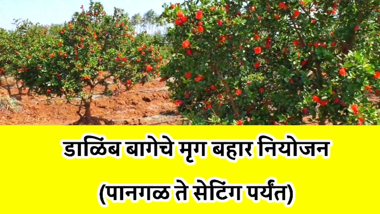 डाळिंब मृग बहारातील पानगळ ते सेटिंगपर्यंत नियोजन